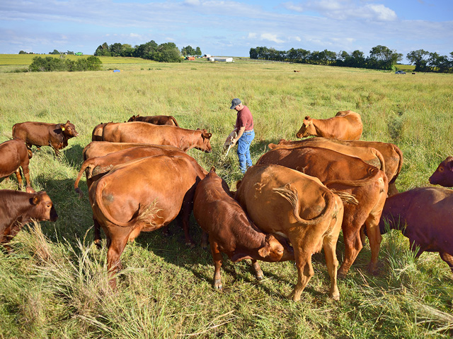 Kevin Ruyle with his herd of Red Angus cattle near Oxford, Kansas. (DTN/The Progressive Farmer photo by Jim Patrico)